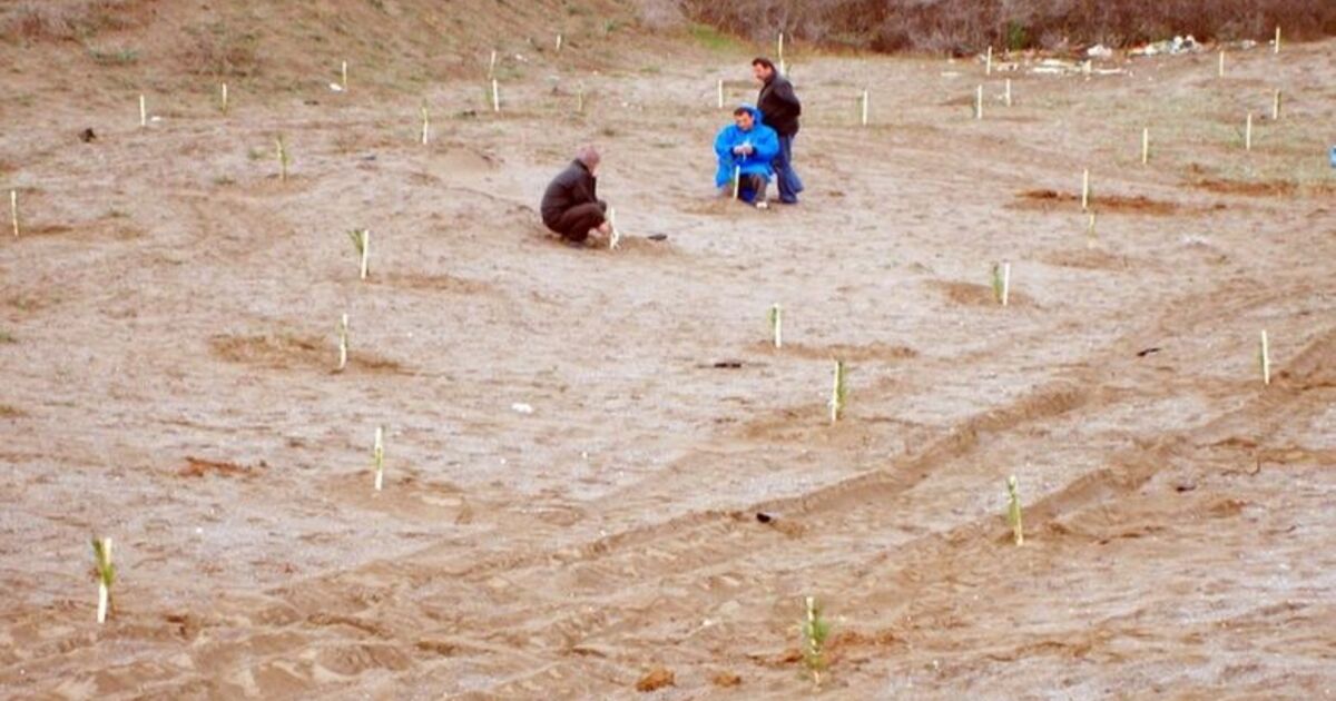Türkiye'nin Doğal Zenginlikleri Kurtarılıyor Samsun'da, Türkiye'nin Sayılı Kumsalları Arasında Bulunan Ve Rüzgar Erozyonuna Maruz Kalan Bafra-alaçam İlçeleri Arasındaki Kumsalı Kurtarmak İçin 3 Bin 600 Fıstık Çamı Dikildi