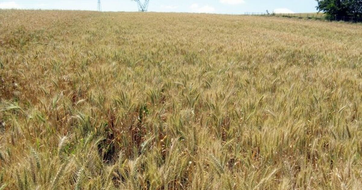 Bafra Ovası'nda Toprak Verimi Artırılıyor Türkiye'nin En Büyük Ovalarından Olan Bafra Ovası'nda, Buğday Samanı Ve Çeltik Kavuzuyla Toprak Verimliliği Artırılıyor