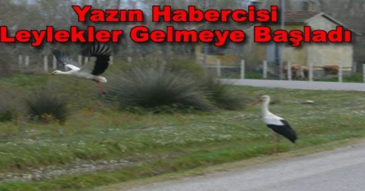 Leylek Ailesinin Yeni Bireyleri Yuvaya Döndü