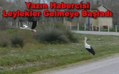 Leylek Ailesinin Yeni Bireyleri Yuvaya Döndü