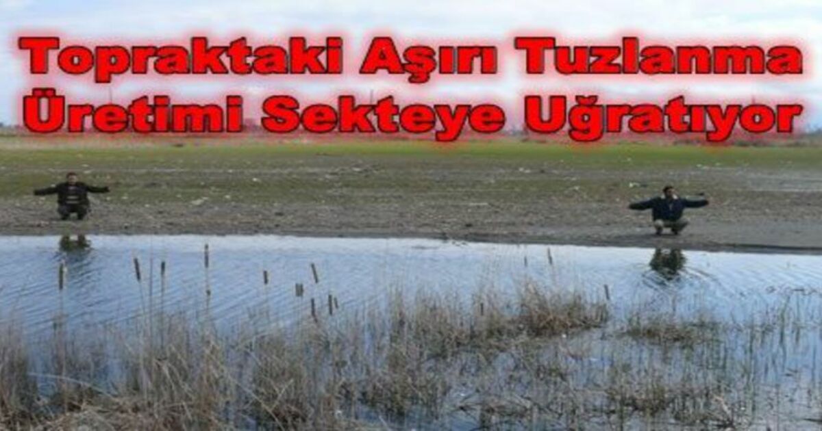 Topraklarımızdaki Tuzlanma Üretime Zarar Veriyor