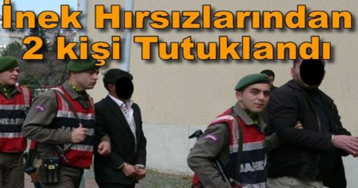 Bafra`da İnek Hırsızı 2 Kişi Etleri Satarken Yakalandı