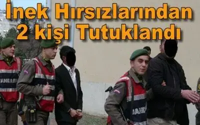Bafra`da İnek Hırsızı 2 Kişi Etleri Satarken Yakalandı