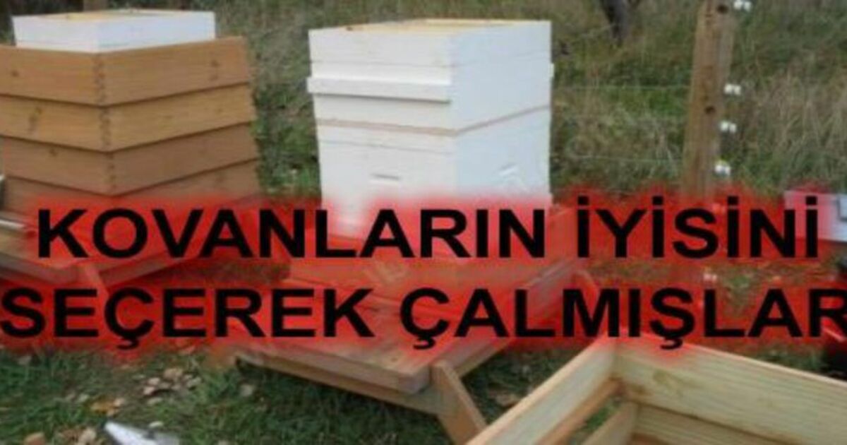 Bakırpınar Köyü`nde 12 Kovan Arı Çalındı