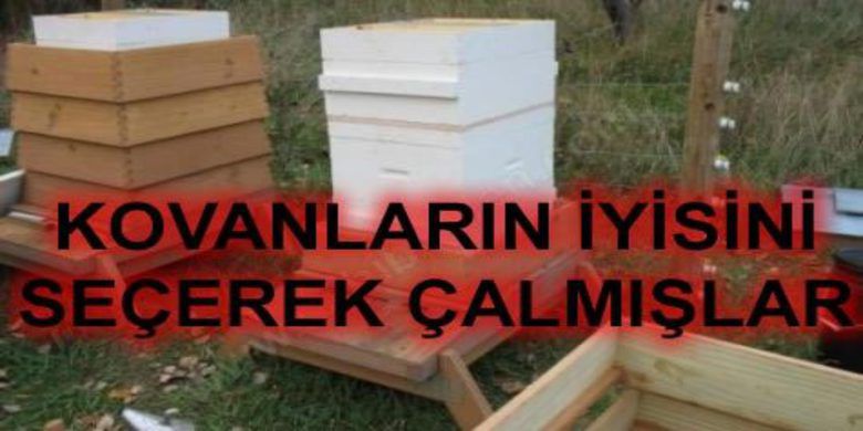 Bakırpınar Köyü`nde 12 Kovan Arı Çalındı - Bafra`nın Bakırpınar Köyünde 12 arı kovanı çalındı