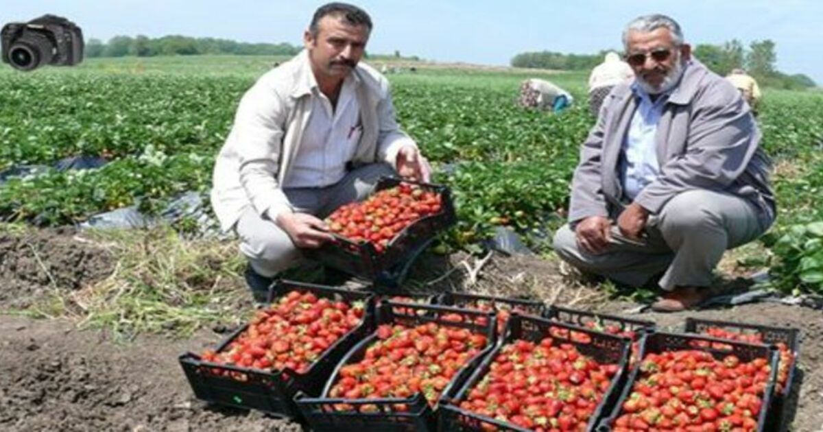 Bafra`da Sezonun İlk Çilek Hasadı Başladı