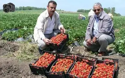 Bafra`da Sezonun İlk Çilek Hasadı Başladı