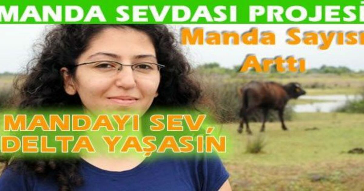 Türkiye`nin En Büyük Manda Yuvası Bafra