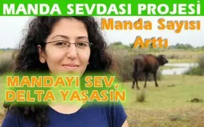 Türkiye`nin En Büyük Manda Yuvası Bafra
