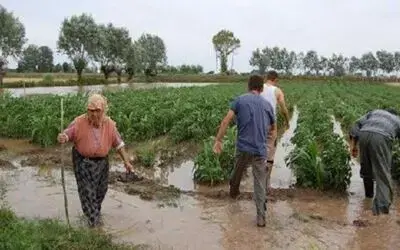 Sağanak Yağış Ekili Arazileri Vurdu