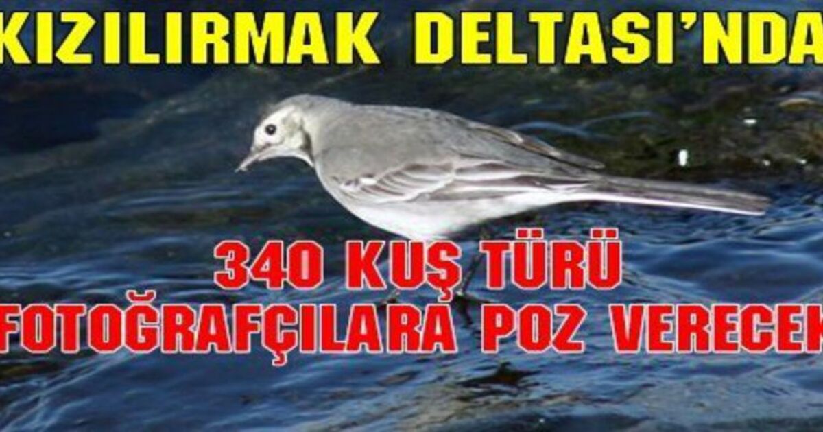 Kızılırmak Deltası`nda 340 Kuş Poz Verecek