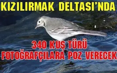 Kızılırmak Deltası`nda 340 Kuş Poz Verecek