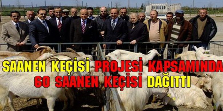 Bafra Kaymakamlığından Örnek Proje - Samsun`un Bafra İlçesinde Sosyal Yardımlaşma Fonu tarafından, 5 aileye sıfır faizle 7 yıl vadeli 60 Saanen keçisi verildi.