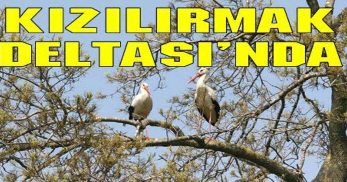 340 Kuş Türü Fotoğrafçılara Poz Verdi
