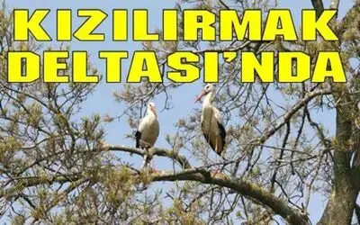 340 Kuş Türü Fotoğrafçılara Poz Verdi