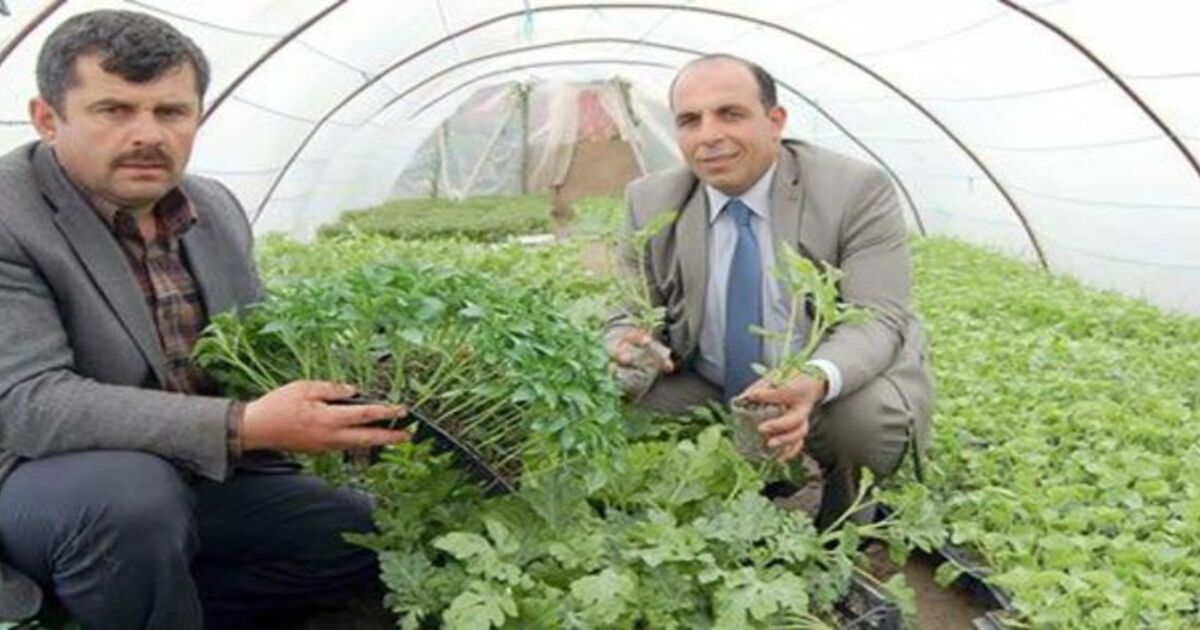 Bafra Ovası`nda Fideler Dikilmeyi Bekliyor