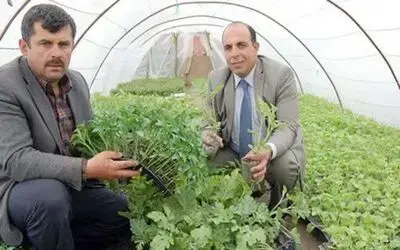 Bafra Ovası`nda Fideler Dikilmeyi Bekliyor