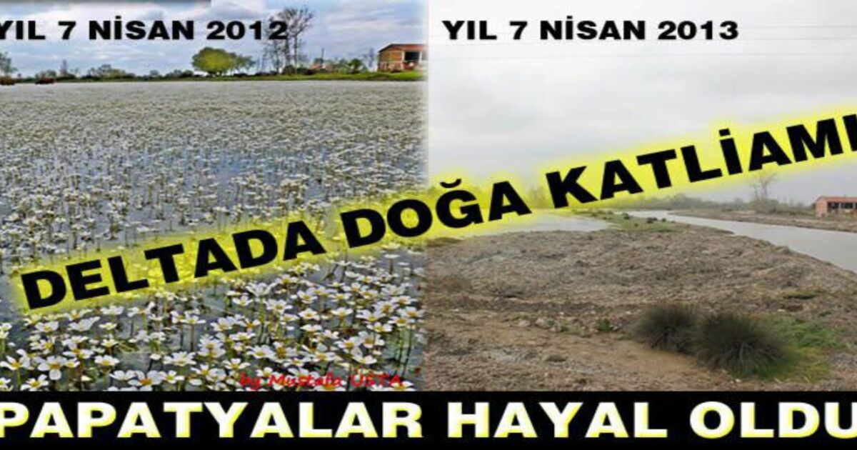 Kızılırmak Deltası'nda Doğa Katliamı: Papatyalar Hayal Oldu