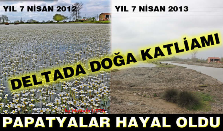 Kızılırmak Deltası'nda DoğaKatliamı: Papatyalar Hayal Oldu - Samsun`un 19 Mayıs ilçesine bağlı Yörükler Beldesi`nde su papatyalarının yaşam alanı olan kanal toprak ile doldurularak doğa katliamı yapıldı.