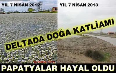 Kızılırmak Deltası'nda Doğa Katliamı: Papatyalar Hayal Oldu