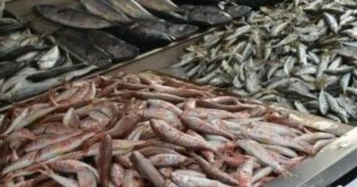 Fatsa'da Su Ürünleri Denetimleri