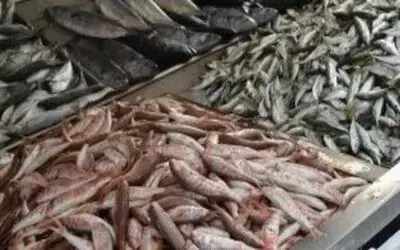 Fatsa'da Su Ürünleri Denetimleri
