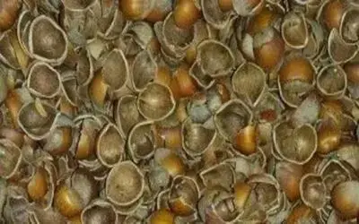 Fındık Kabuğu Kömürü Solladı