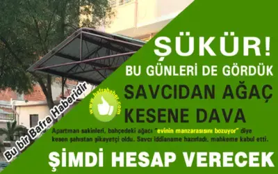 Bafra`da Savcıdan Ağaç Kesene Dava