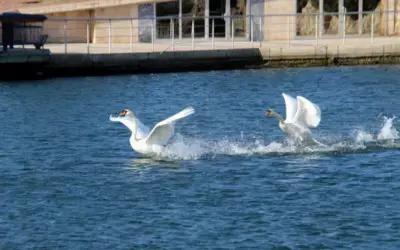 Batıda Kara Kış, Samsun'da Yazdan Kalma Gün