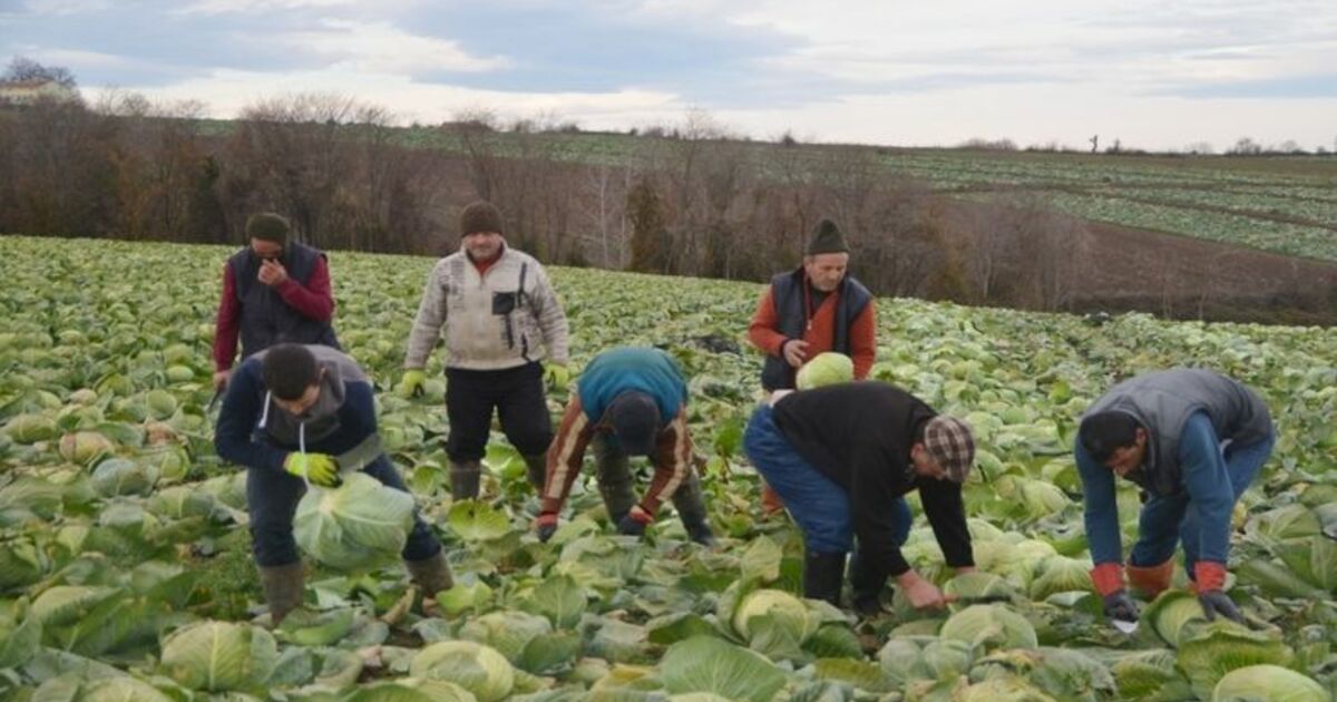 Kışlık Sebze Üreticileri Raftaki Fiyatlardan Şikayetçi Sebze Üreticileri Ürünlerinin Markette Ve Pazarda Fahiş Fiyata Satılmasından Yakınıyor