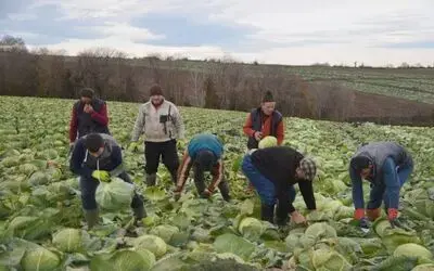 Kışlık Sebze Üreticileri Raftaki Fiyatlardan Şikayetçi Sebze Üreticileri Ürünlerinin Markette Ve Pazarda Fahiş Fiyata Satılmasından Yakınıyor
