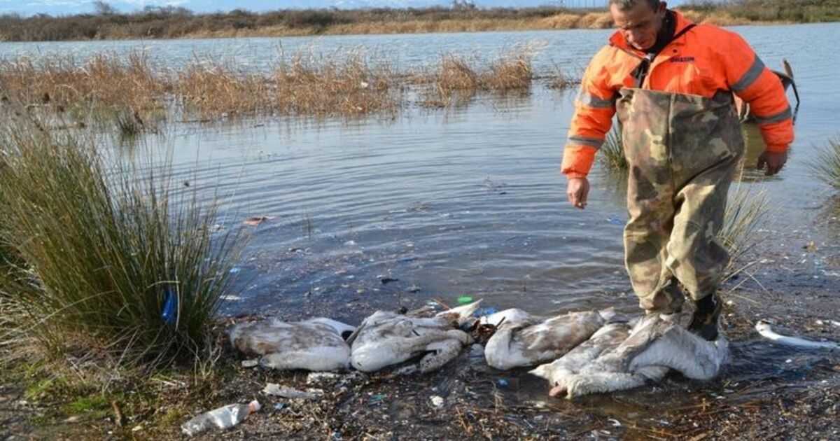 Bafra’da Kanatlı Hayvan Ölümleri Kentte 150 Kümes Hayvanı İtlaf Edildi İlçedeki Bir Gölde De Çok Sayıda Kuğu Ve Sakarmeke Ölüsüne Rastlandı