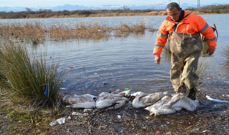 Bafra’da Kanatlı Hayvan Ölümleri Kentte 150 Kümes Hayvanı İtlaf Edildiİlçedeki Bir Gölde De Çok Sayıda Kuğu Ve Sakarmeke Ölüsüne Rastlandı - Samsun'un Bafra ilçesinde 150 kümes hayvanı hastalık şüphesiyle itlaf edilirken, ilçedeki bir gölde de çok sayıda kuğu ve sakarmeke ölüsüne rastlandı.