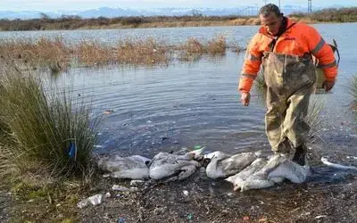 Bafra’da Kanatlı Hayvan Ölümleri Kentte 150 Kümes Hayvanı İtlaf Edildi İlçedeki Bir Gölde De Çok Sayıda Kuğu Ve Sakarmeke Ölüsüne Rastlandı
