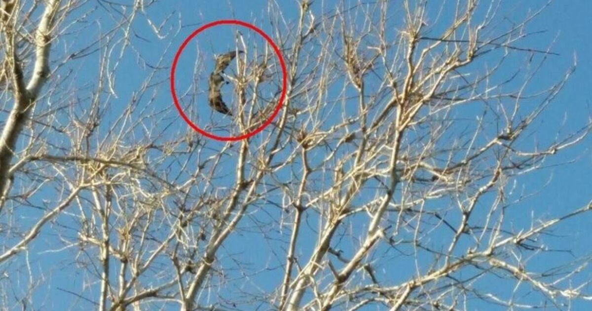 Karabatağın İmdadına İtfaiye Yetişti Kanadı Kırılmış Dalda Can Çekişiyordu