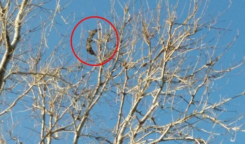 Karabatağın İmdadına İtfaiye YetiştiKanadı Kırılmış Dalda Can Çekişiyordu - Konakladığı ağaçların dallarına sıkışıp kanadı kırılan ve can çekişen karabatak isimli kuş, Büyükşehir Belediyesi itfaiye ekiplerinin 2 saat süren çalışması sonrası bulunduğu yerden kurtarıldı.