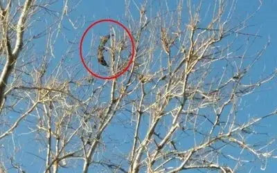 Karabatağın İmdadına İtfaiye Yetişti Kanadı Kırılmış Dalda Can Çekişiyordu