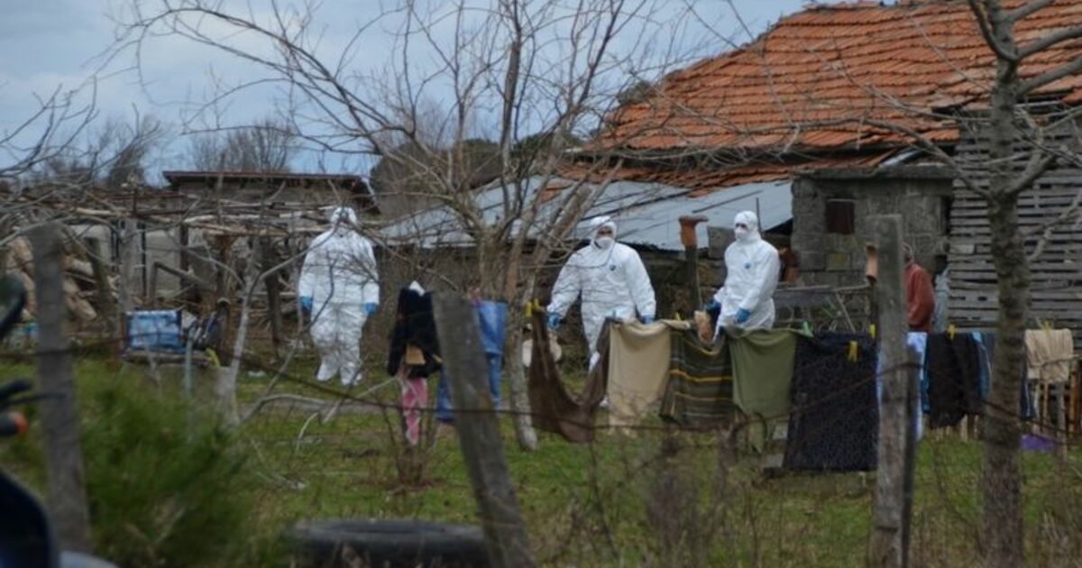 Bafra’da Kümes Hayvanı İtlafları Devam Ediyor
