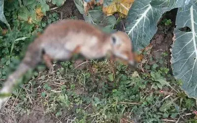 Bafra’da 1 Haftada 9 Köpek, 1 Tilki Ölüsüne Rastlandı