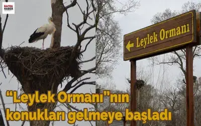 "Leylek Ormanı"nın Konukları Gelmeye Başladı