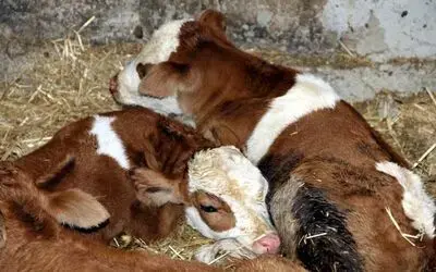 Samsun’da İnek Dördüz Doğurdu Binde Üç Oranında Görülen Bu Durum, Hayvan Sahibini Hem Sevindirdi Hem De Şaşkına Çevirdi