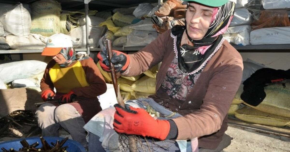 Bafra’da Aşılı Ceviz Üretim Hedefi Aşıldı Samsun Bafra Orman Fidanlığında Aşılı Ceviz Fidanı Üretiminde Hedefler Aşıldı Fidanlıkta 10 Bin Olarak Belirlenen 2017 Üretim Hedefi, 12 Bin Olarak Gerçekleşti