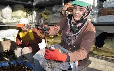 Bafra’da Aşılı Ceviz Üretim Hedefi Aşıldı Samsun Bafra Orman Fidanlığında Aşılı Ceviz Fidanı Üretiminde Hedefler Aşıldı Fidanlıkta 10 Bin Olarak Belirlenen 2017 Üretim Hedefi, 12 Bin Olarak Gerçekleşti