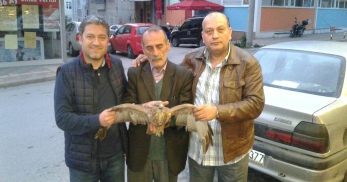 Yaralı Kartal Tedavi Altına Alındı