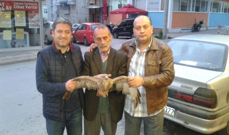 Yaralı Kartal Tedavi Altına Alındı - Samsun’un 19 Mayıs ilçesinde otomobilin çarptığı yaralı kartal tedavi altına alındı.