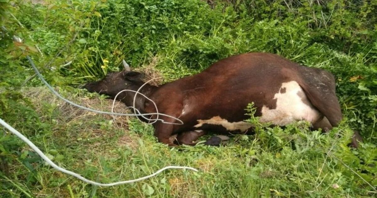 Elektrik Akımına Kapılan İnek Telef Oldu
