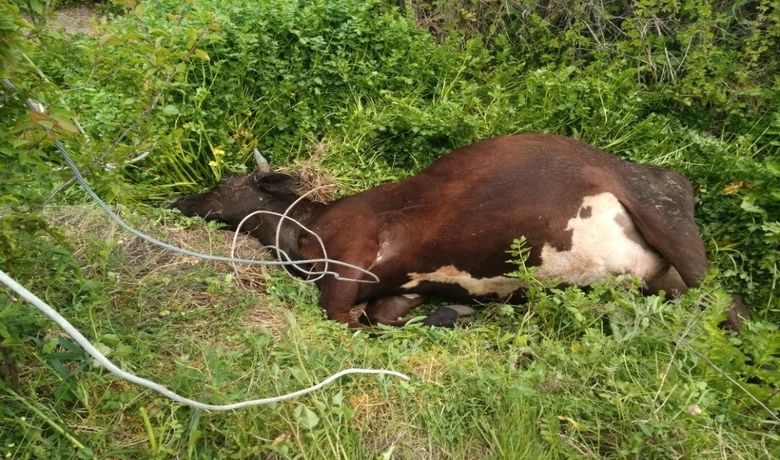 Elektrik Akımına Kapılan İnek Telef Oldu - Samsun’un Bafra ilçesinde elektrik akımına kapılan bir inek telef oldu.