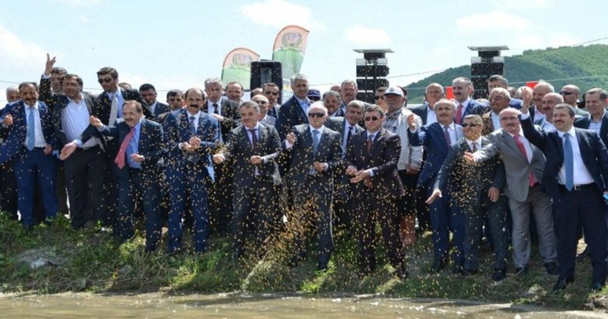 Bafra Ovası’nda ‘çeltik Ekim Günü’ Çeltikte İlk Tohumlar Tarlaya Atıldı