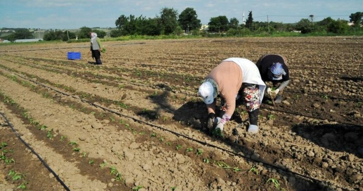 Bafra Ovası’nda Tütün Dikim Sezonu Açıldı