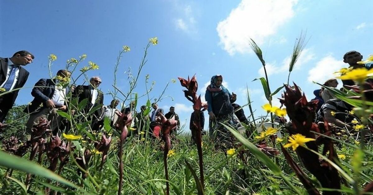 Samsun Salebinde Hasat Zamanı